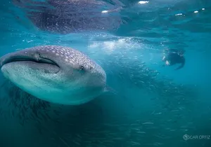Snorkel with whale sharks includes equipment & transportation