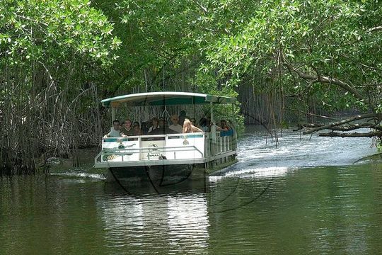Black River Safari and YS Falls Tour from Montego Bay