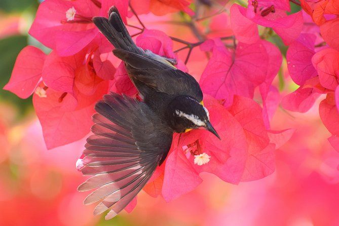 Hunte's Garden and St Nicholas Abbey small group Barbados tour