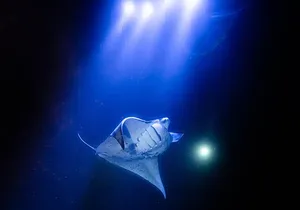 Snorkel With Giant Manta Rays In Kailua Kona