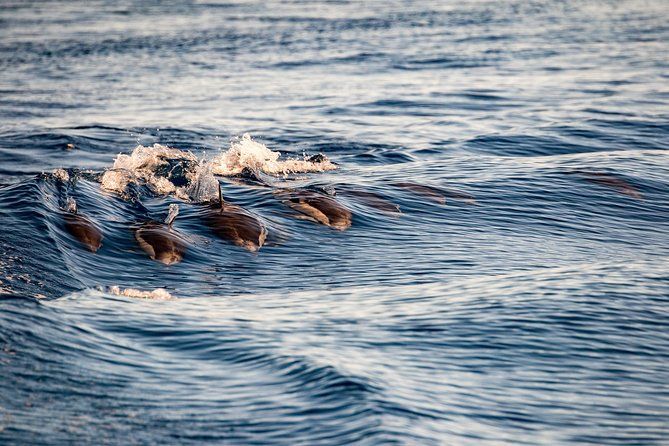 Gibraltar Dolphin Adventure