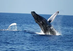 Waikiki Whale Watching Cruise with Snack & Hula Entertainment