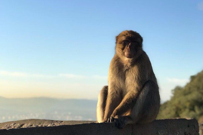 Gibraltar Sightseeing: Sunset Panoramic and Monkey Tour