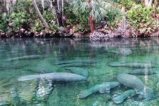 Tandem Kayak Rental (2hr) - Blue Spring State Park