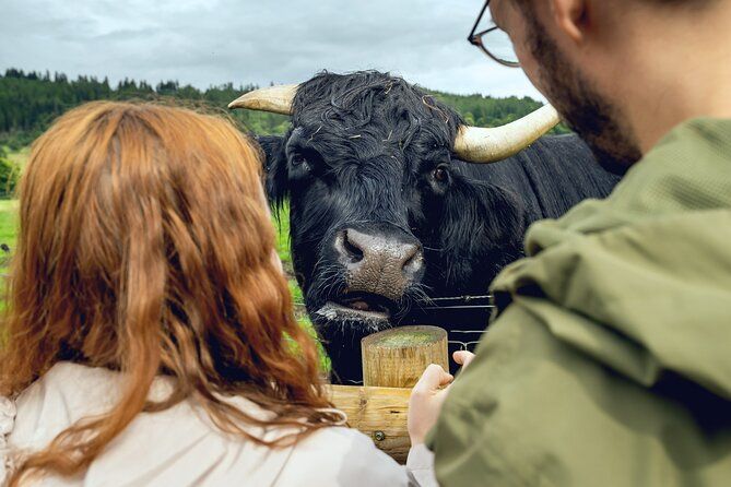 Hairy Coos and Highland Views: A Short-Day Escape from Edinburgh