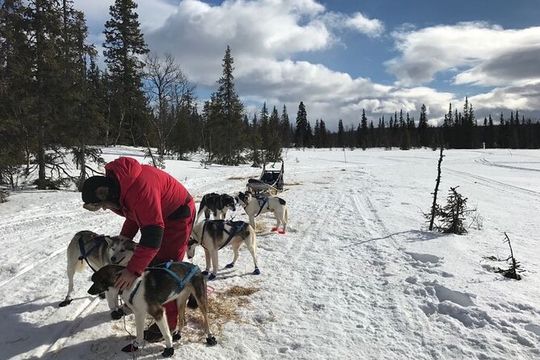 Dogsledding in the Heart of Alaska