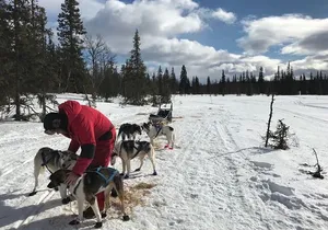Dogsledding in the Heart of Alaska