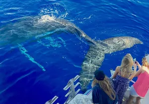 Whale Watch and Turtles Snorkel