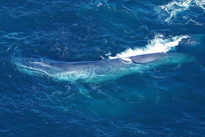 Kaikoura Whales