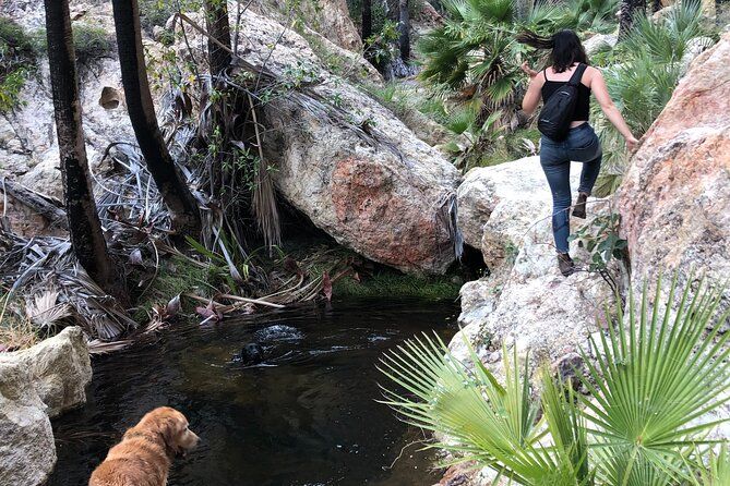 Hiking to Desert Palm Oases of San Carlos with a Biologist