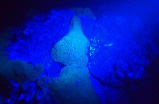 Aruba 1-Tank guided UV Night Dive for certified divers with rental equipment