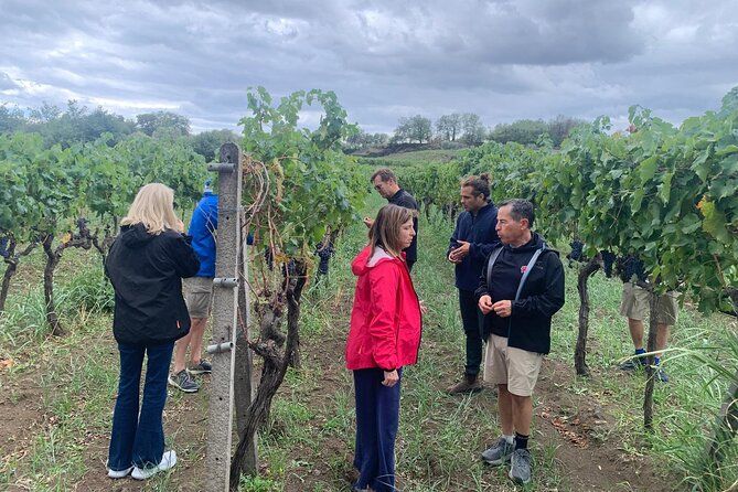 Private Wine Tasting Tour, Taormina and Messina from Messina