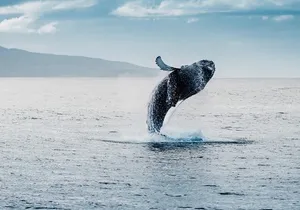 Waikiki Whale Watching Cruise