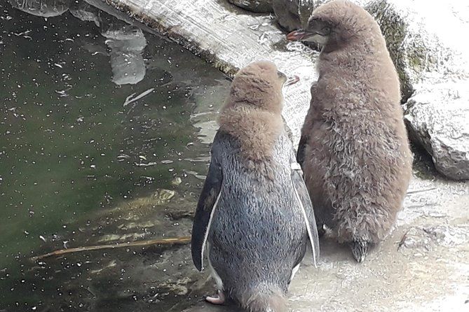 Dunedin City Highlights, Otago Peninsula Scenery & a Guided Penguin Reserve Tour