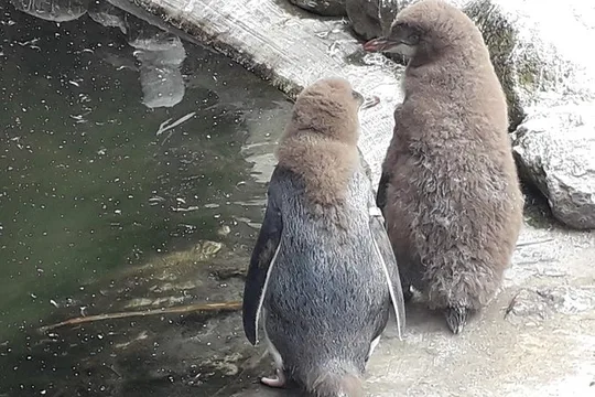 Dunedin City Highlights, Otago Peninsula Scenery & a Guided Penguin Reserve Tour