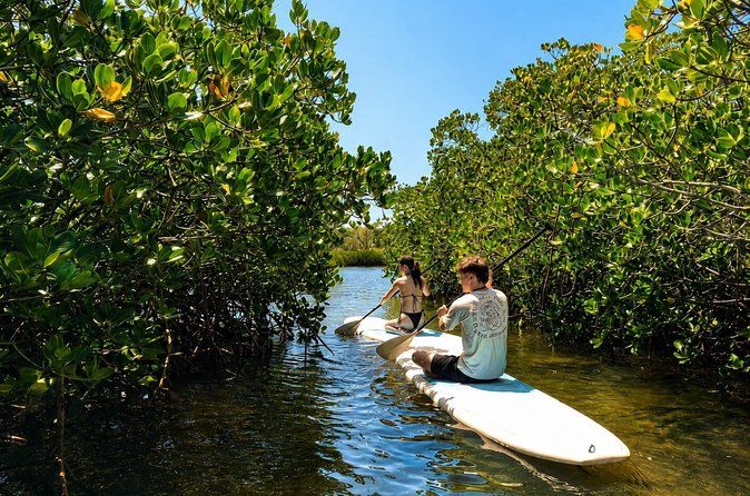 Noosa: Epic Stand Up Paddle Stingray & Mangrove Tunnel Tour