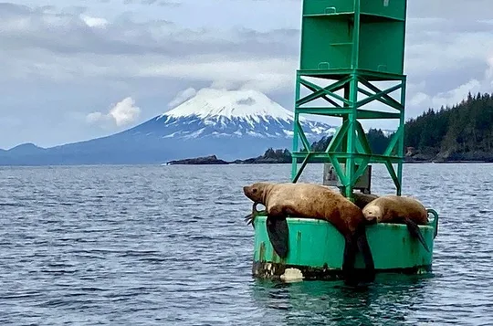 Sitka Marine Life & Seabird Eco-Tour Private Scenic Excursion