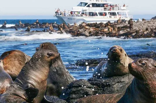 Phillip Island Wildlife and Penguin Tour with Cruise Option