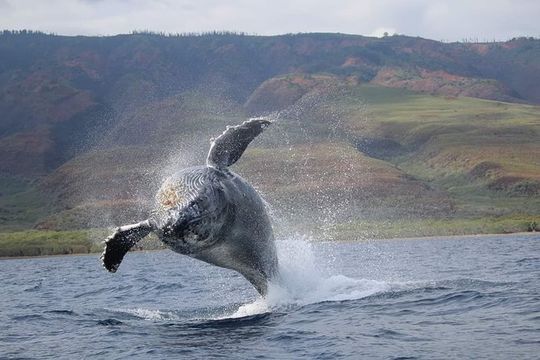VIP (12 Guests ONLY) Ultimate Whale Watch