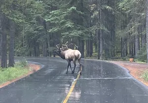Explore Banff + Wildlife