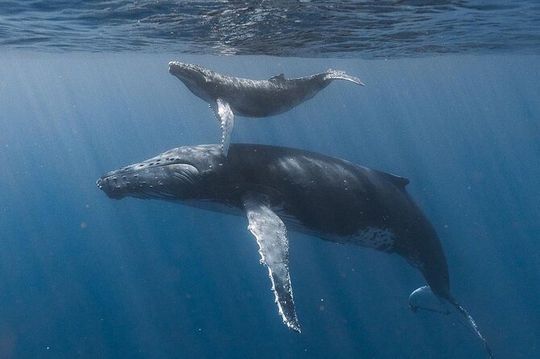 Ocean safari, snorkel with pelagic animals