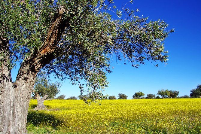 3Days Private Tour to Corinth Canal,Corinth-Myceane-Nauplion-Olympia from Athens