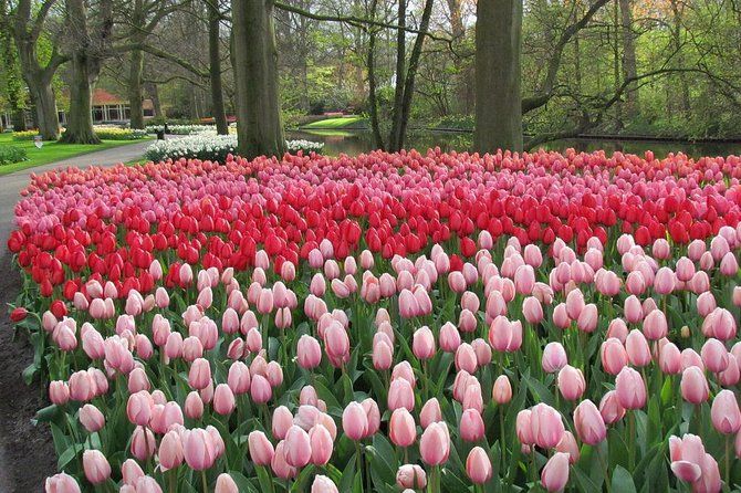 Private Day Trip to Keukenhof Gardens with Entrance Tickets