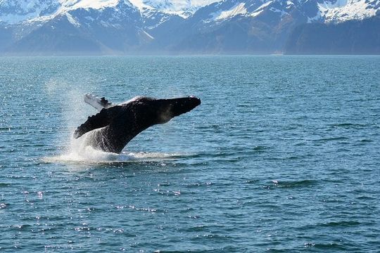 Half day Spring Resurrection Bay & Wildlife Tour from Seward