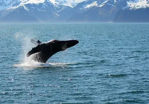 Half day Spring Resurrection Bay & Wildlife Tour from Seward