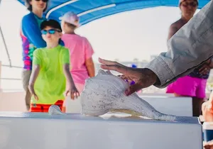 Dolphin Wildlife Cruise Fort Myers Beach