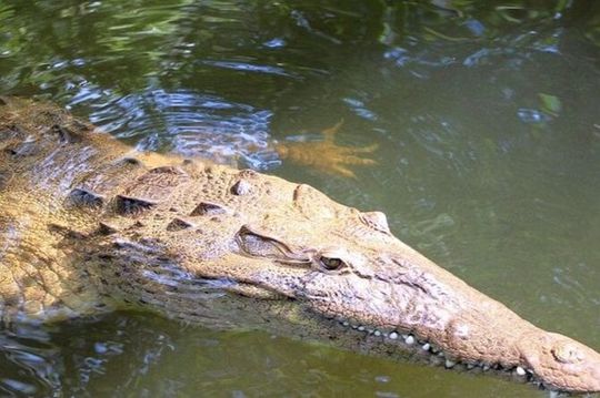 Crocodile Safari/Pelican Bar Combo.