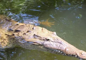 Crocodile Safari/Pelican Bar Combo.