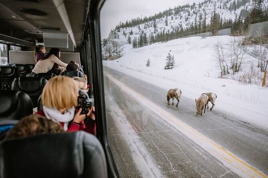 Private Tour Transportation Driver Guide of Banff!