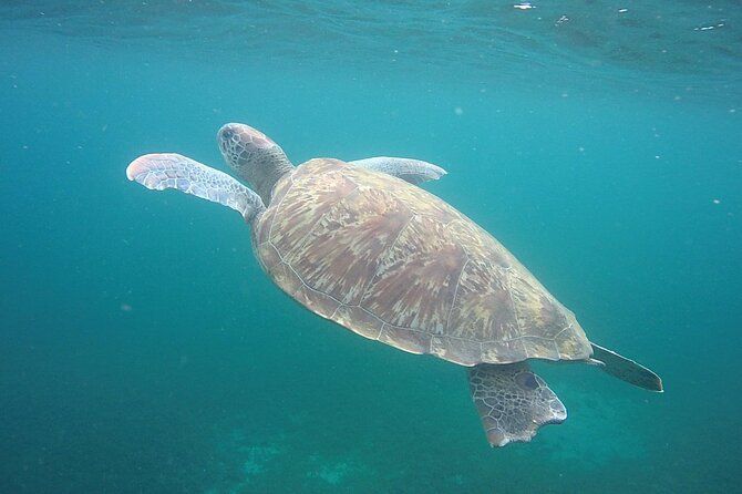 Discovery and snorkeling with sea turtles