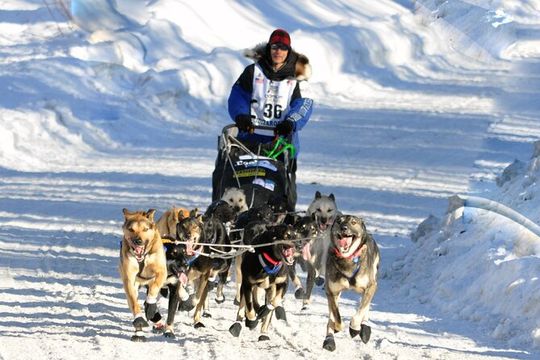 Dog Sledding with Alaskan Huskies