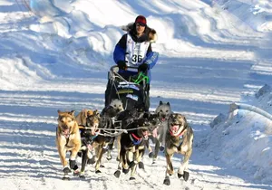 Dog Sledding with Alaskan Huskies