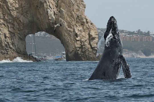 Cabo Whale Watching Tour: 2 Hours at Arch & Lover’s Beach
