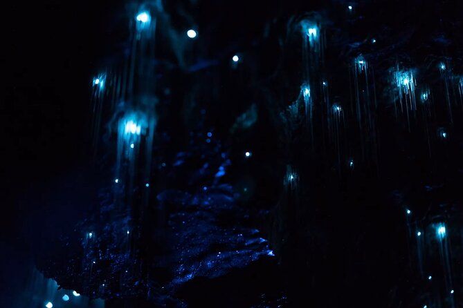 See Auckland's Secret Glow Worms