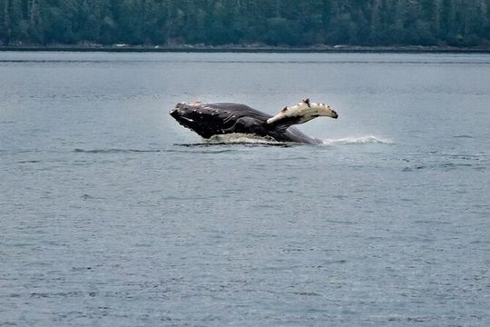 Mendenhall Glacier Waterfall and Whale Watching Tour
