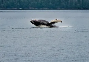 Mendenhall Glacier Waterfall and Whale Watching Tour