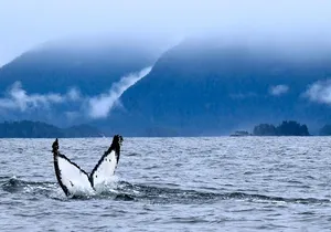 Private Whale Watching and Marine Wildlife Tour