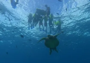 Turtle Snorkeling and Dole Plantation Guided Tour In Oahu