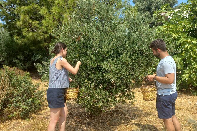 Private Tour: Discover the Secret World of Olives in Afantou