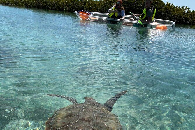 Clear Kayak Eco Tour Explore Mangroves and Meet the Turtles