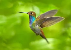 Rocklands Bird Sanctuary & City Highlights plus Shopping from Grand Palladium