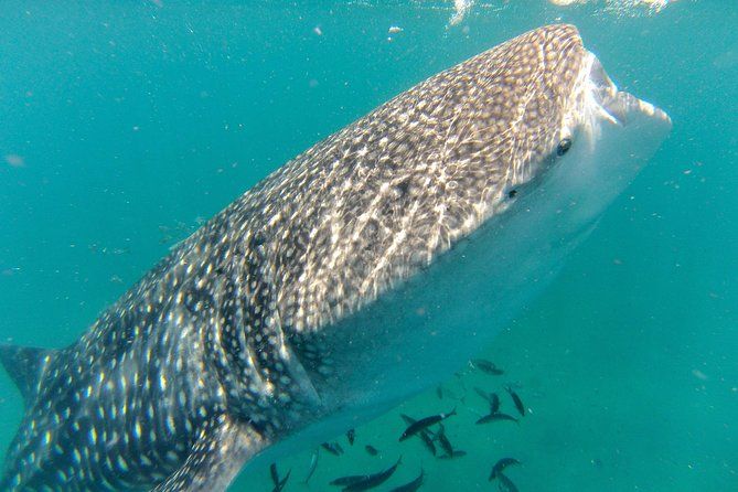 Whale Shark Swim Adventure in La Paz