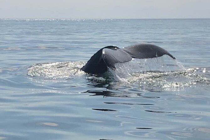 Whale Watching in Saint Andrews (NB) with Private Van Tour