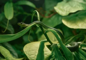 San Francisco California Academy of Sciences with Admission