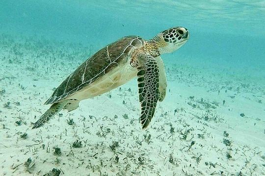Half Day Pigs Turtles Reef and Ship Wreck Snorkeling