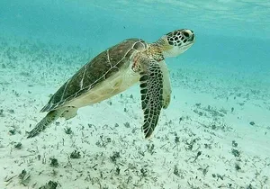 Half Day Pigs Turtles Reef and Ship Wreck Snorkeling